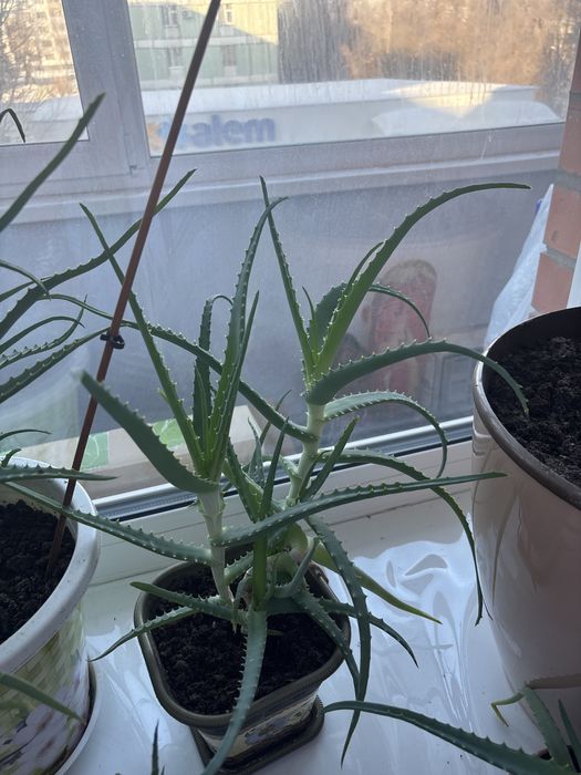 Алоэ лечебный 4000