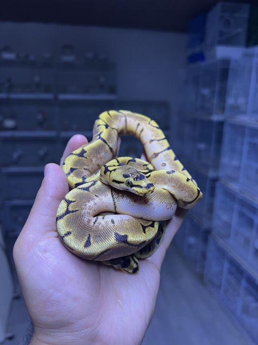 Королевские питоны spider