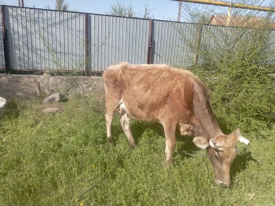 Дойная корова с теленком