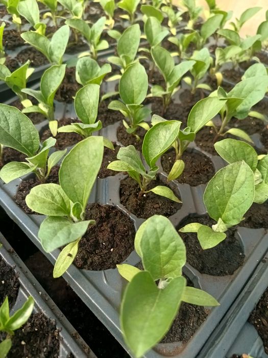 Răsaduri profesionale de legume