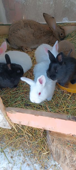 Продам крольчат 1 месец