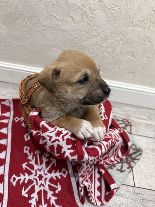 Милые щеночки в дом