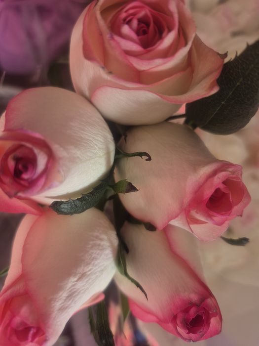 Свежие  букеты розы