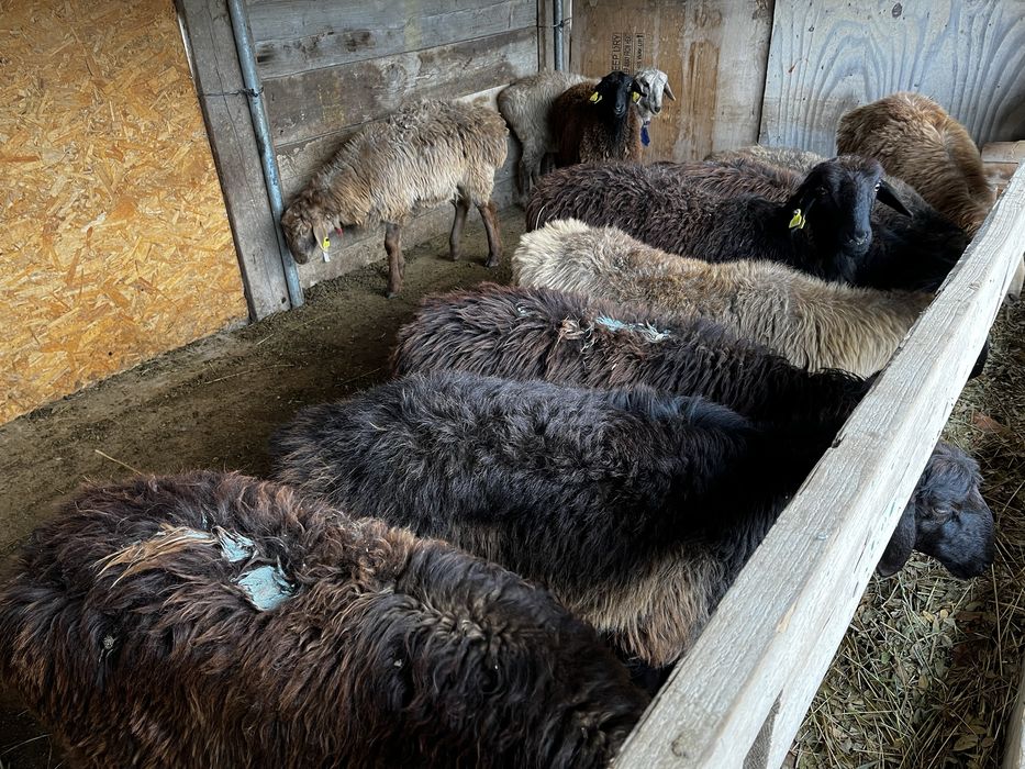 Порно үдеткіш