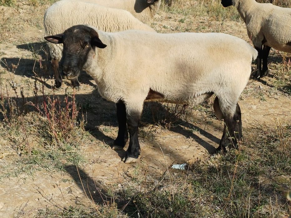 Berbec suffolk de vanzare