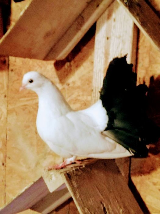 Продам голубей павлинов