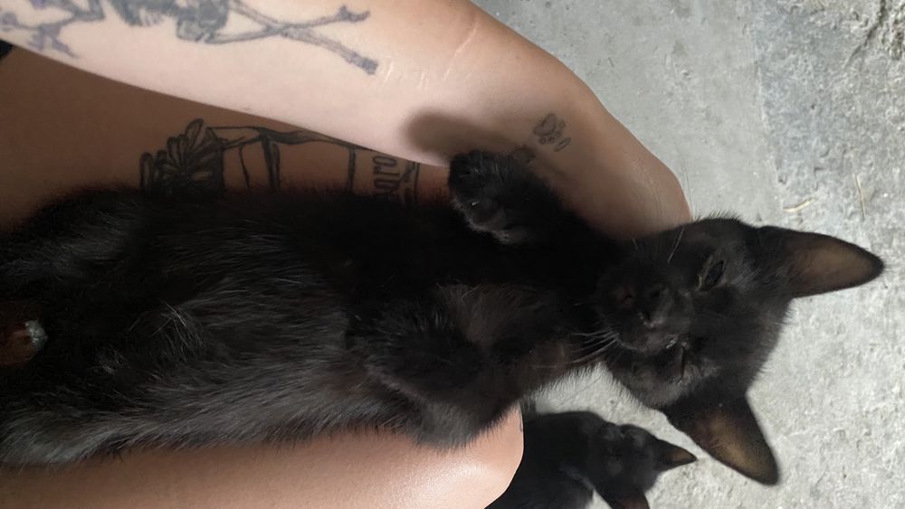 Ofer spre adoptie