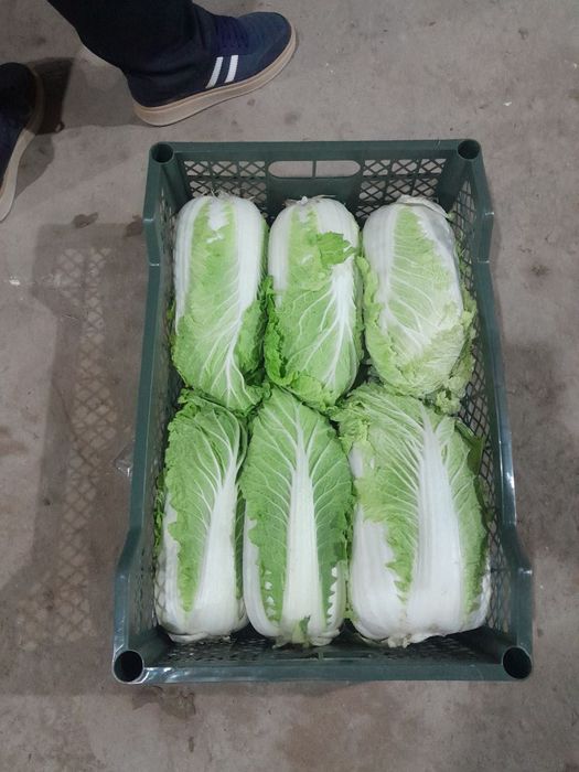 Xar xil turdagi Karamlarni yig'ib biramez katta abyobda Manzil surxand