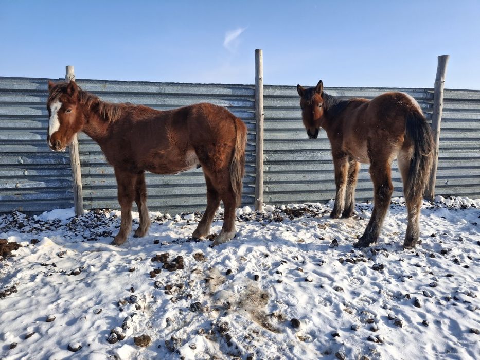 Продам жеребчиков