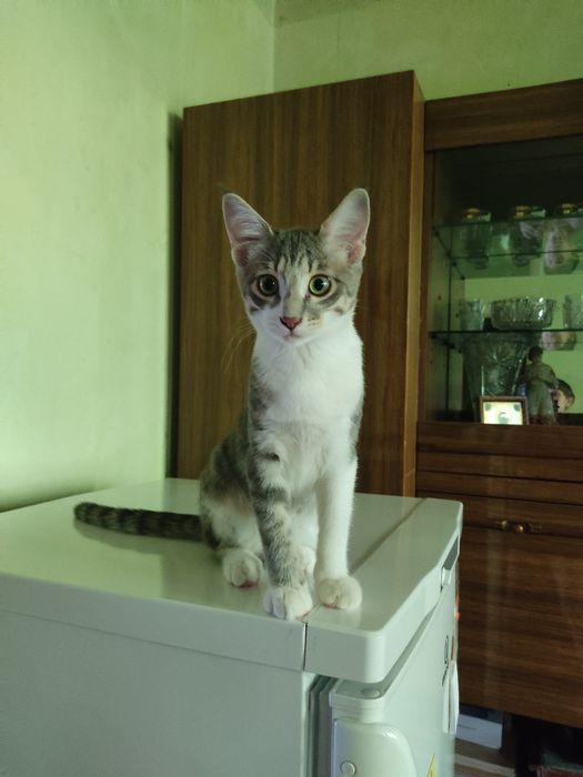 Очаровательный котенок