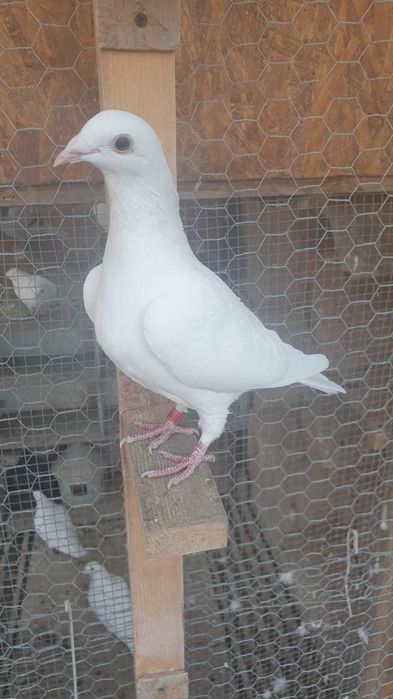 Ocazie! Vand 4 femele voiajor sport, sanatoase, ingrijite!