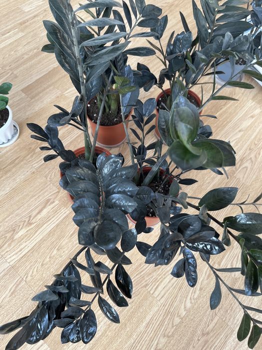 Комнатные растения