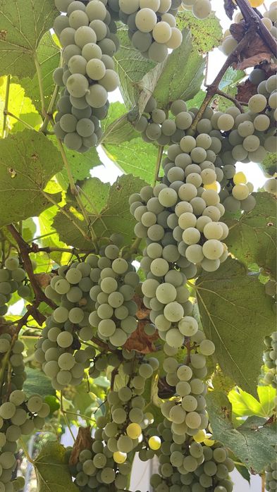 Vand struguri pentru vin