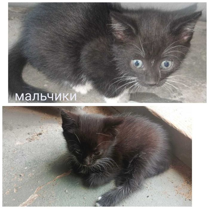 Отдадим котят бесплатно