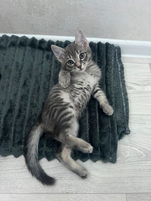 Прекрасный котик в поиске дома