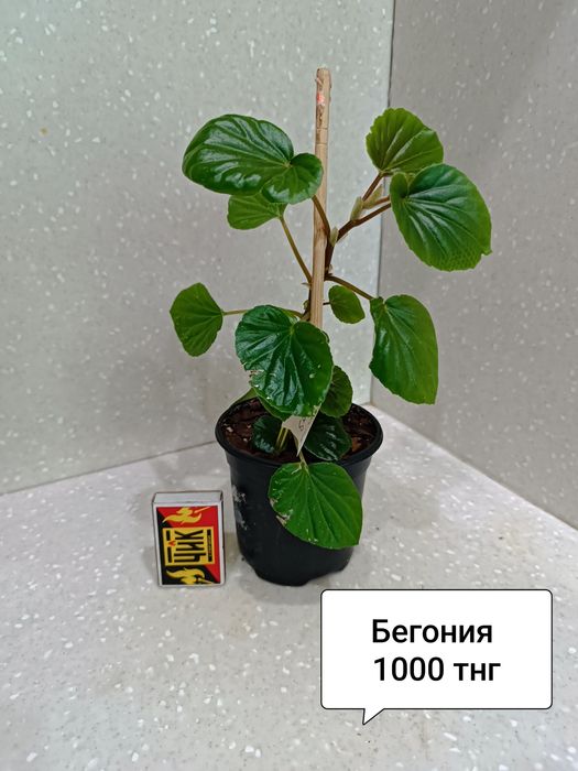 Цветы комнатные  в горшках
