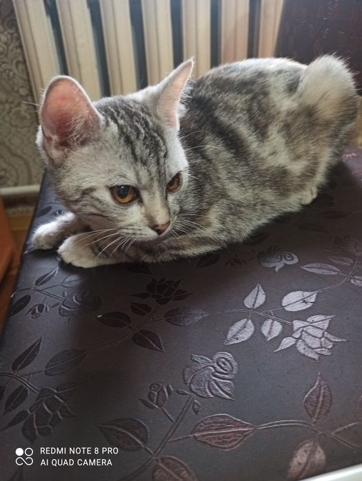 Котёнок Мая, 6 месяца.