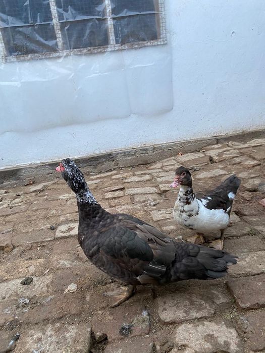 Селезень Индоутка