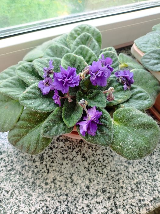 Комнатные цветы дом