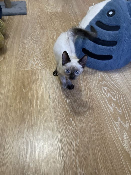 Отдам котенка в добрые руки