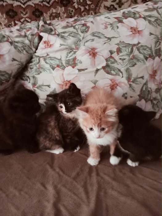 Отдадим котят в добрые руки