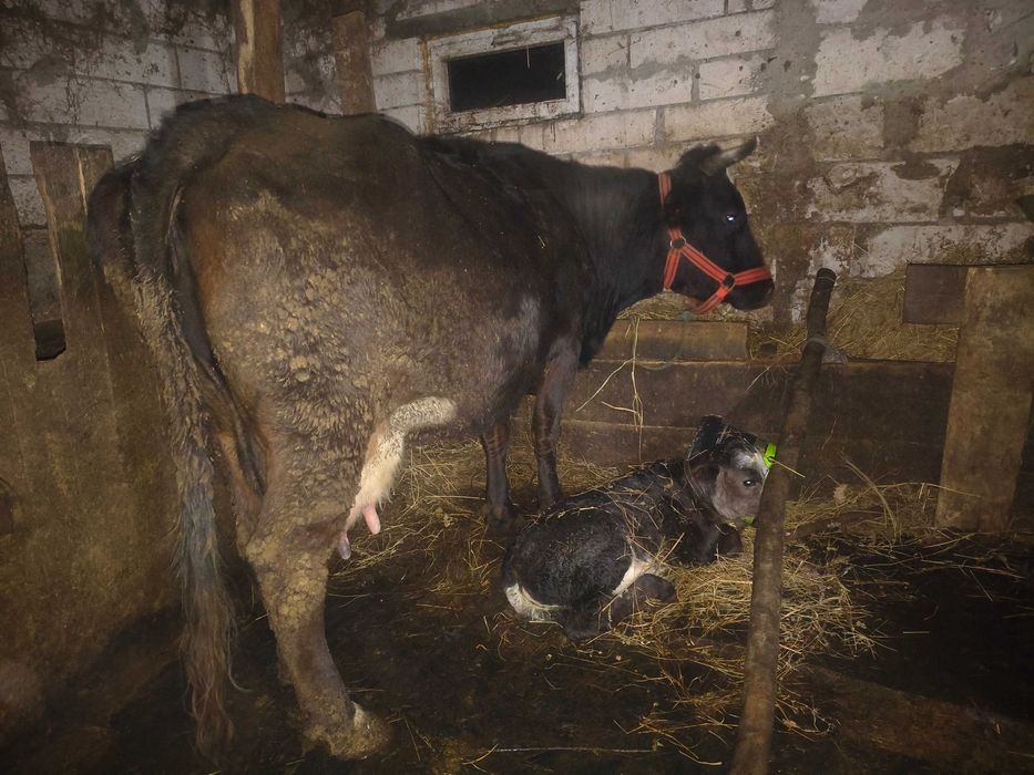 Vând vacă de 5 ani cu vițea belgiană