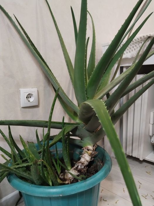 Продам лечебное алоэ вера