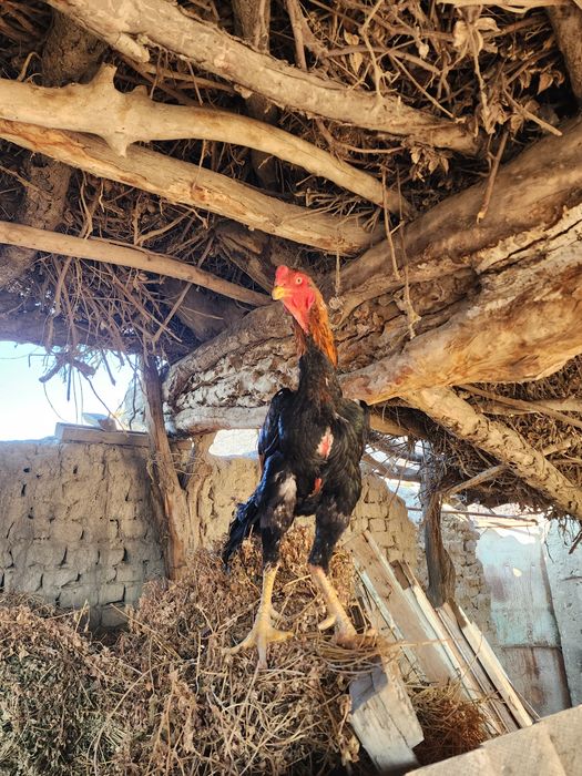 O SHAMO привазной 3 йиллик