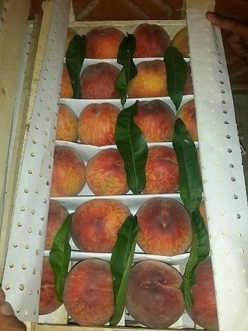 Шафтол кучатлар бор 100% К..