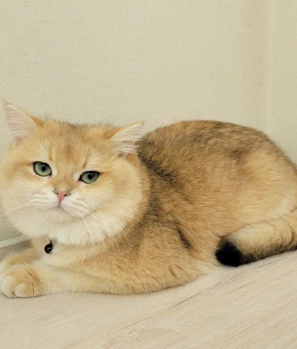 Vyazka britanskiy shinshilla by  ny 12