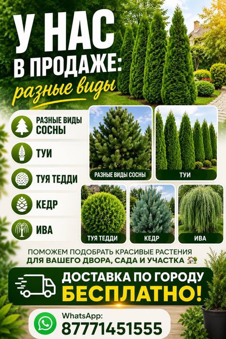 Туя, кедр, ива, сосна разные виды
