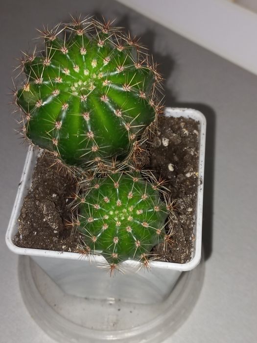 Кактус Эхинопсис