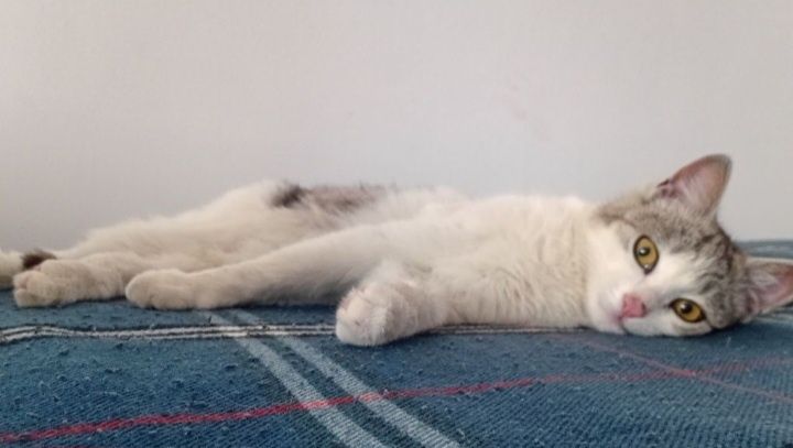 Кот ищет дом. любим