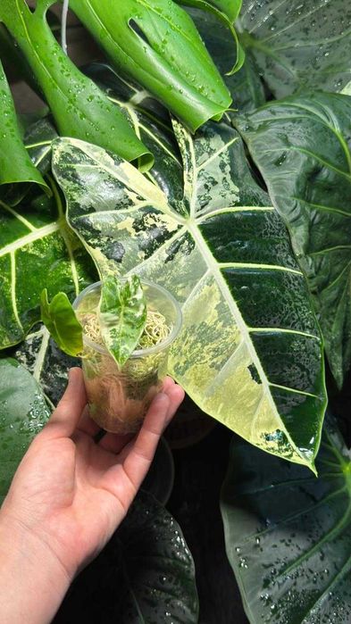 Детки и клубни алоказий