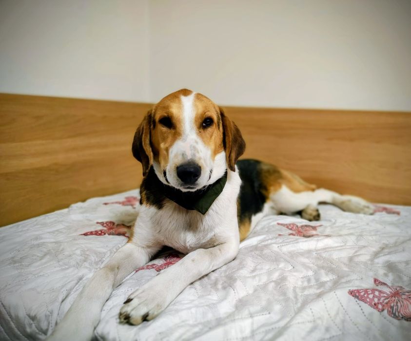 Подарявам мъжко куче