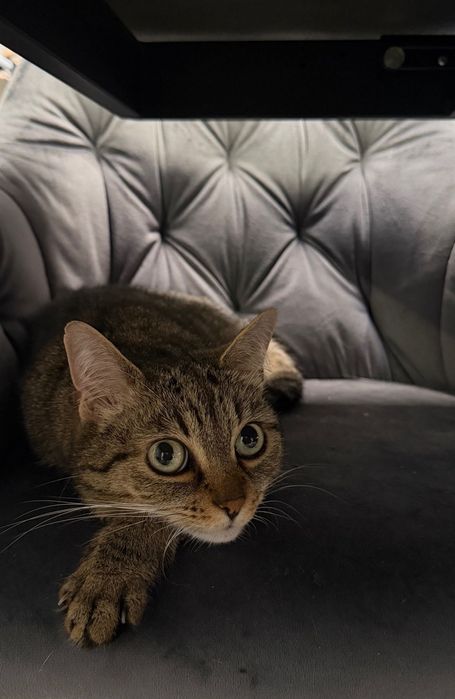 Pisică pentru adopție – Teila