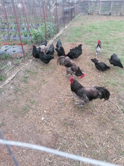 Pui australorp negru și albastru