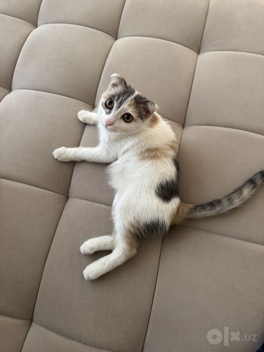 Котенок отдам даром