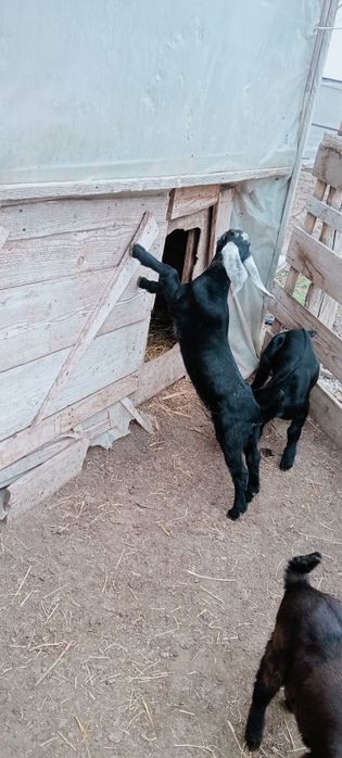 Tapisori anglonubian