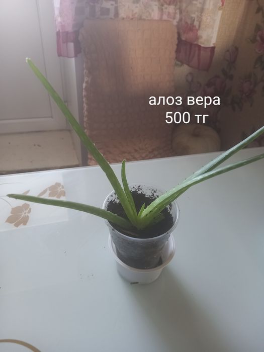 Распродажа цветочков