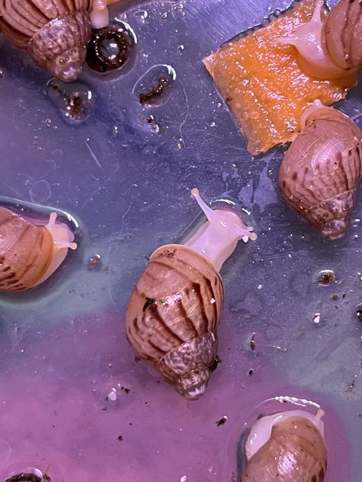 Улитки ахатины фулики (альбино и стандарт,улитята,улиток)