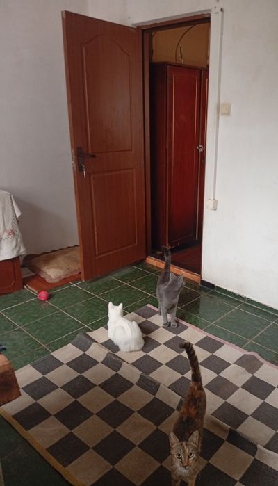 Vând apartament 3 camere zona Gojdu