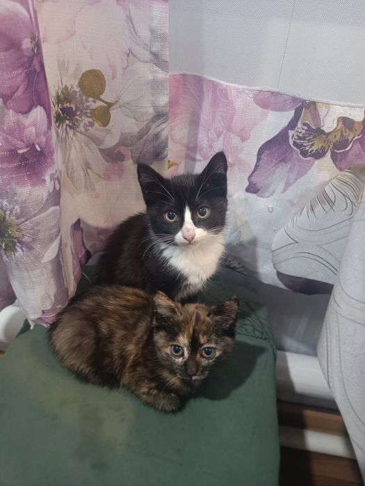 Котята отдам в добрые руки