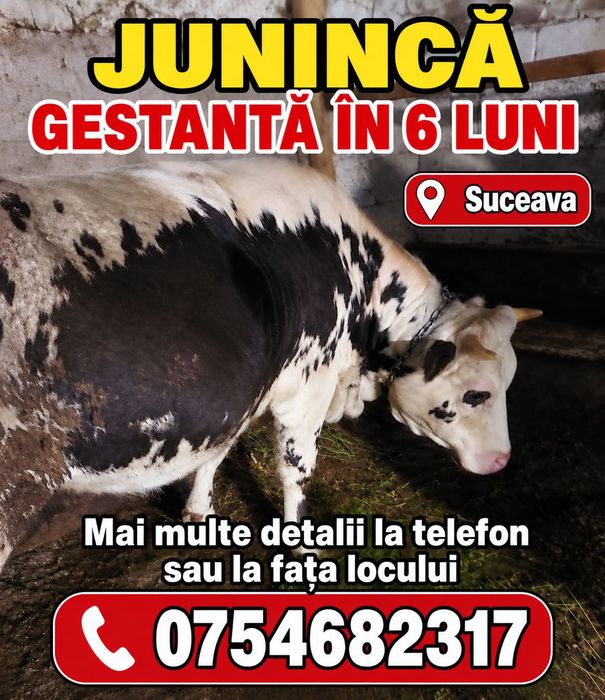 Vând junincă gestantă