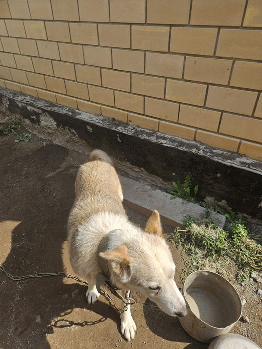 Отдам в добрые руки
