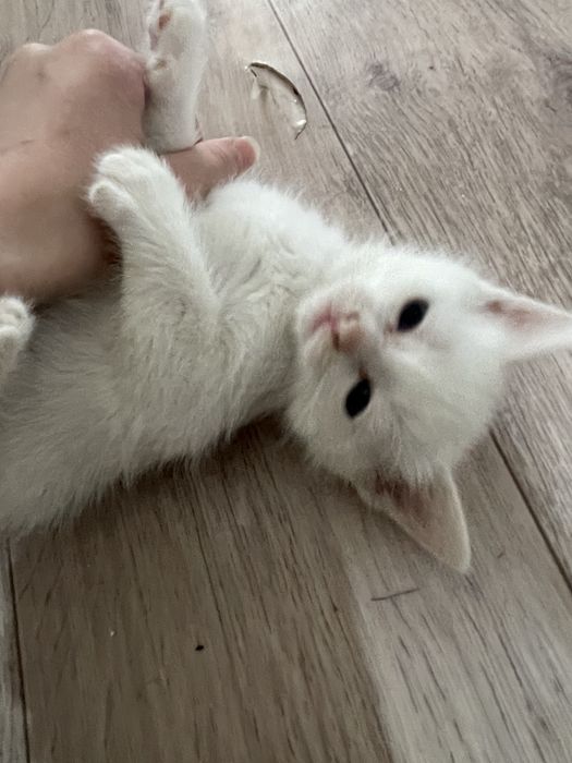 Отдам котят в хорошие руки