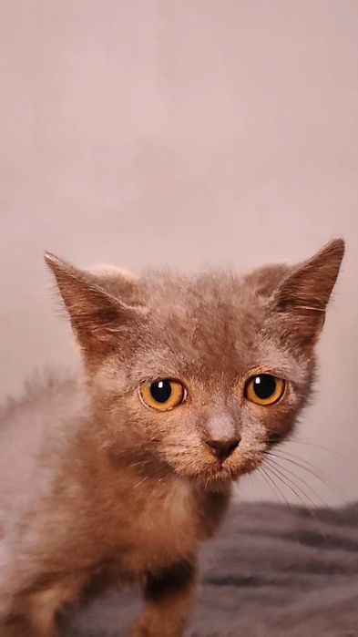 Ищем дом очаровательному котёнку