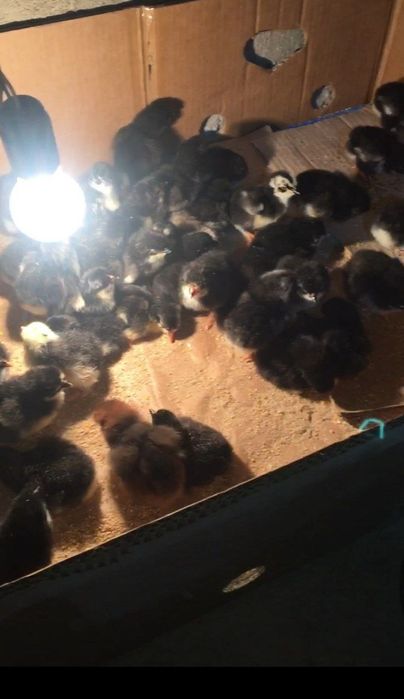 Andijon qora jo'jalari sotiladi