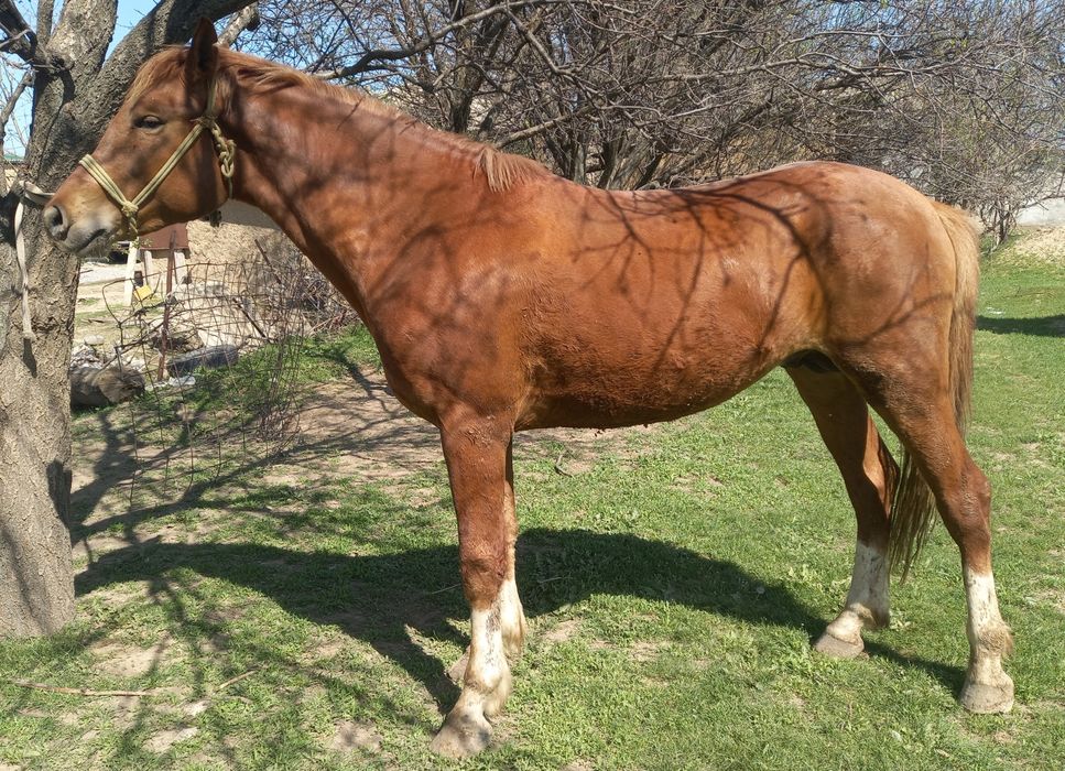 Уш-жасар куннан сатылады минги жуас жорга  бойы 1.60 см