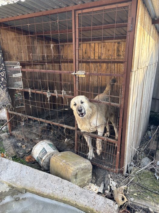 Собака ит төбет алабай